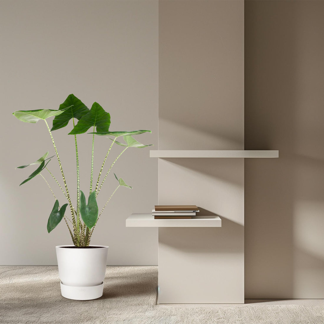 Alocasia Zebrina 130 cm – Exotische Zimmerpflanze im XL-Format