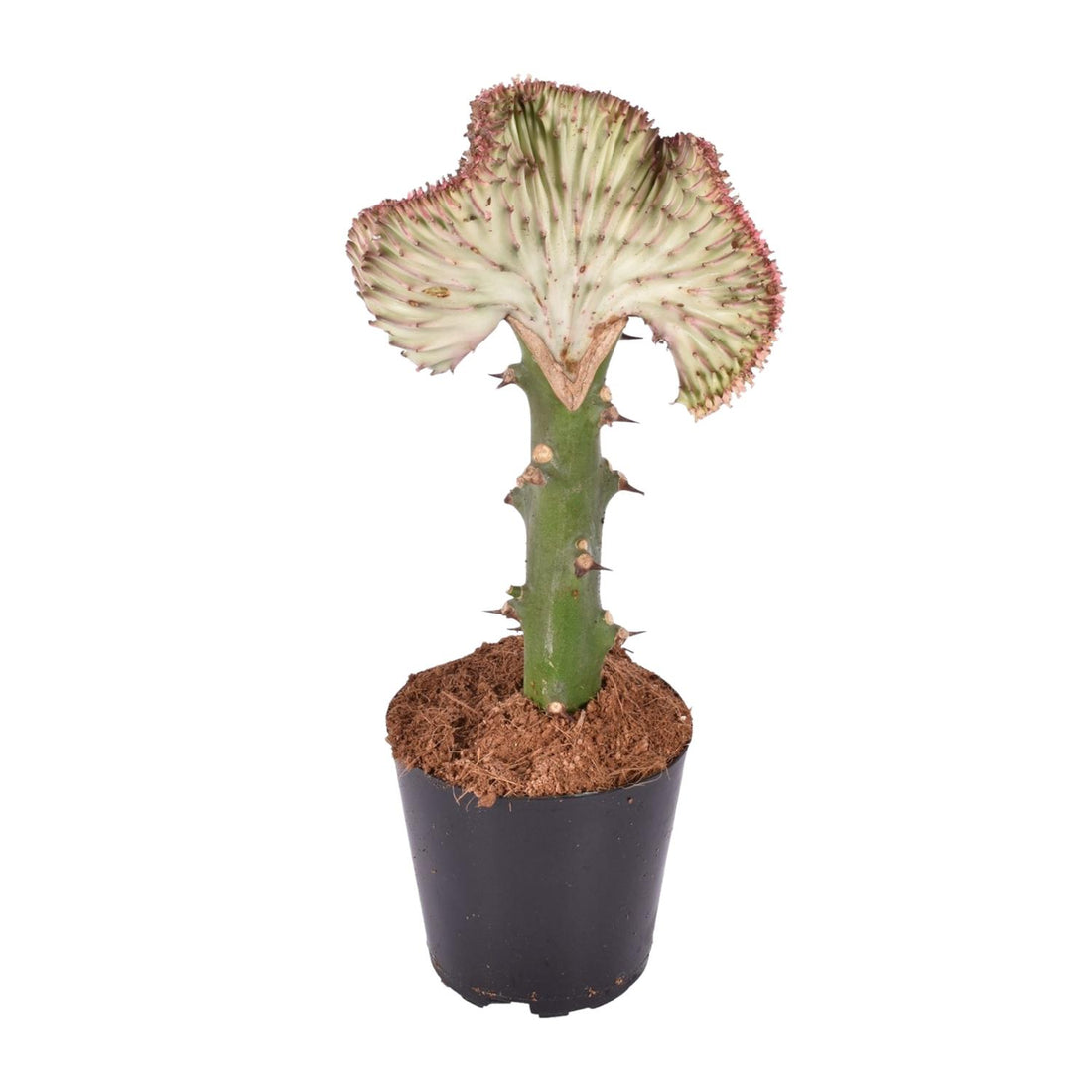Euphorbia lactea Cristata rot - 30 cm - ø10,5