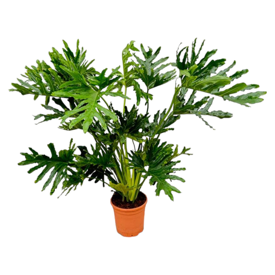 Philodendron Selloum 100 cm | Baum-Philodendron im Ø27 cm Topf – Tropisch &amp; Pflegeleicht