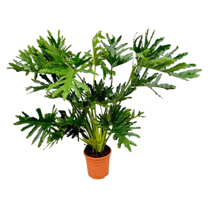 Philodendron Selloum 100 cm | Baum-Philodendron im Ø27 cm Topf – Tropisch &amp; Pflegeleicht