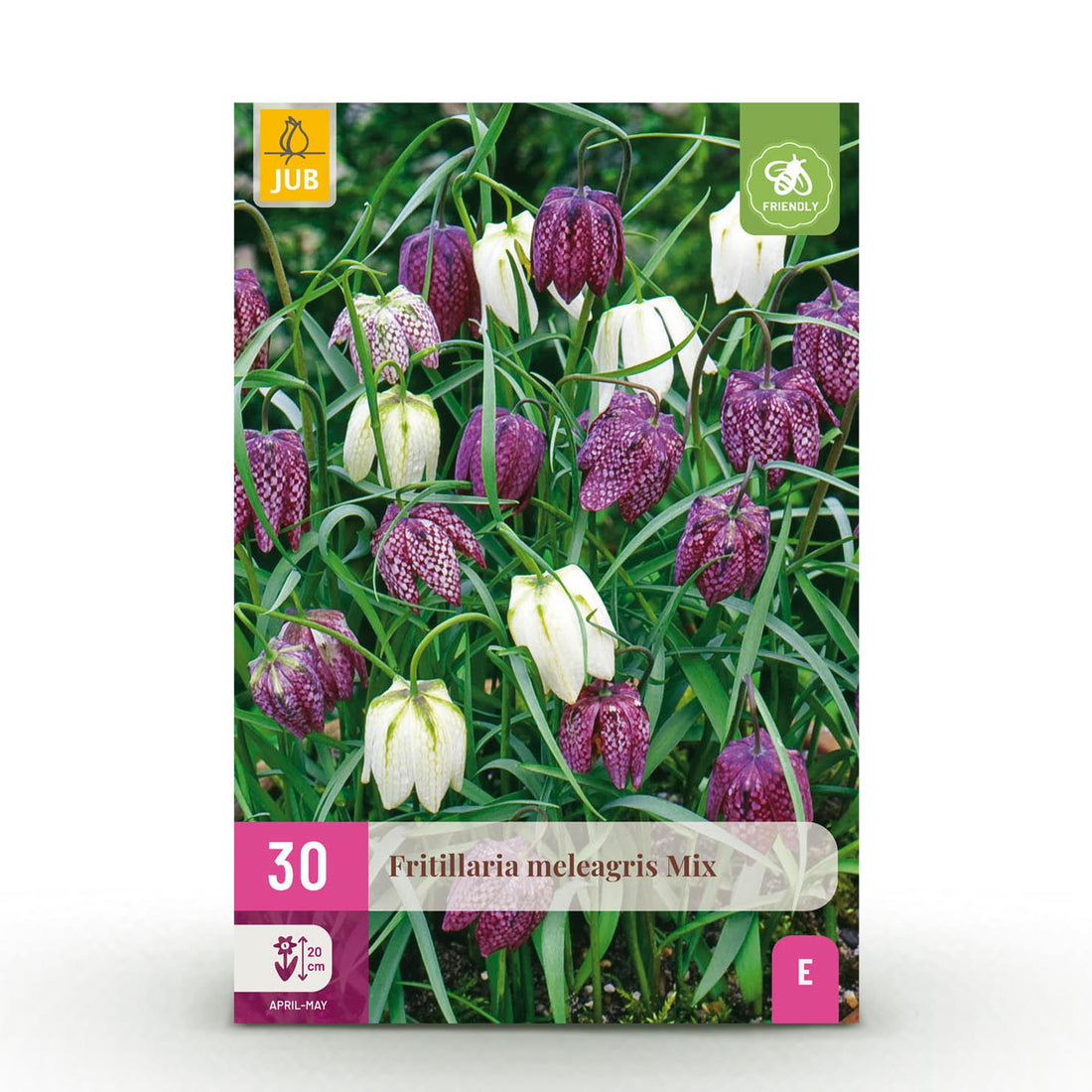 Blumenzwiebeln Fritillaria Meleagris Mix | 30 Stück Lila &amp; Weiß – Zwiebelgröße 6/7 – XXL Pack