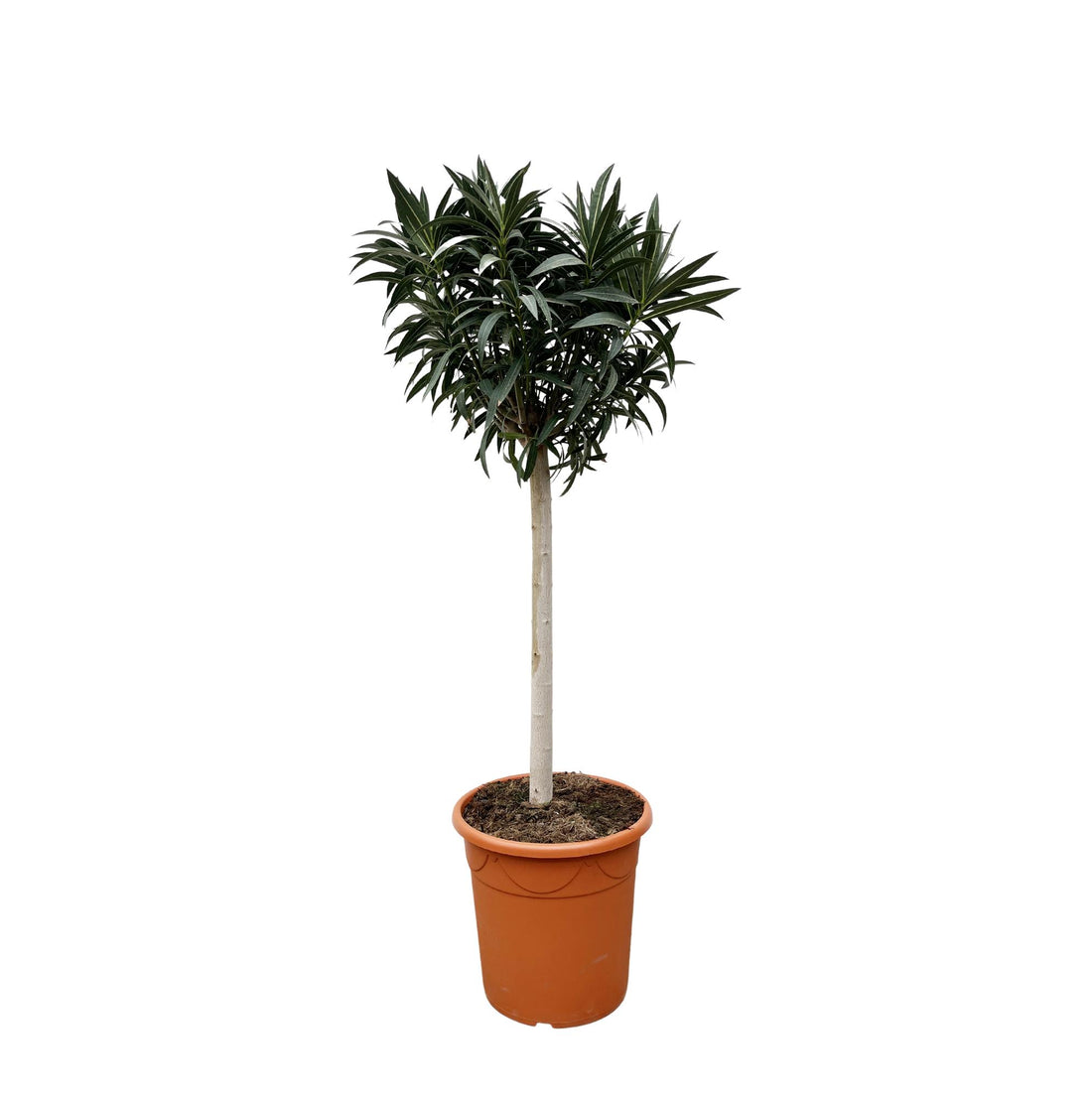 Oleander Hochstamm – Nerium Oleander – ca. 200 cm – Ø35 cm Topf – Mediterraner XXL-Blickfang