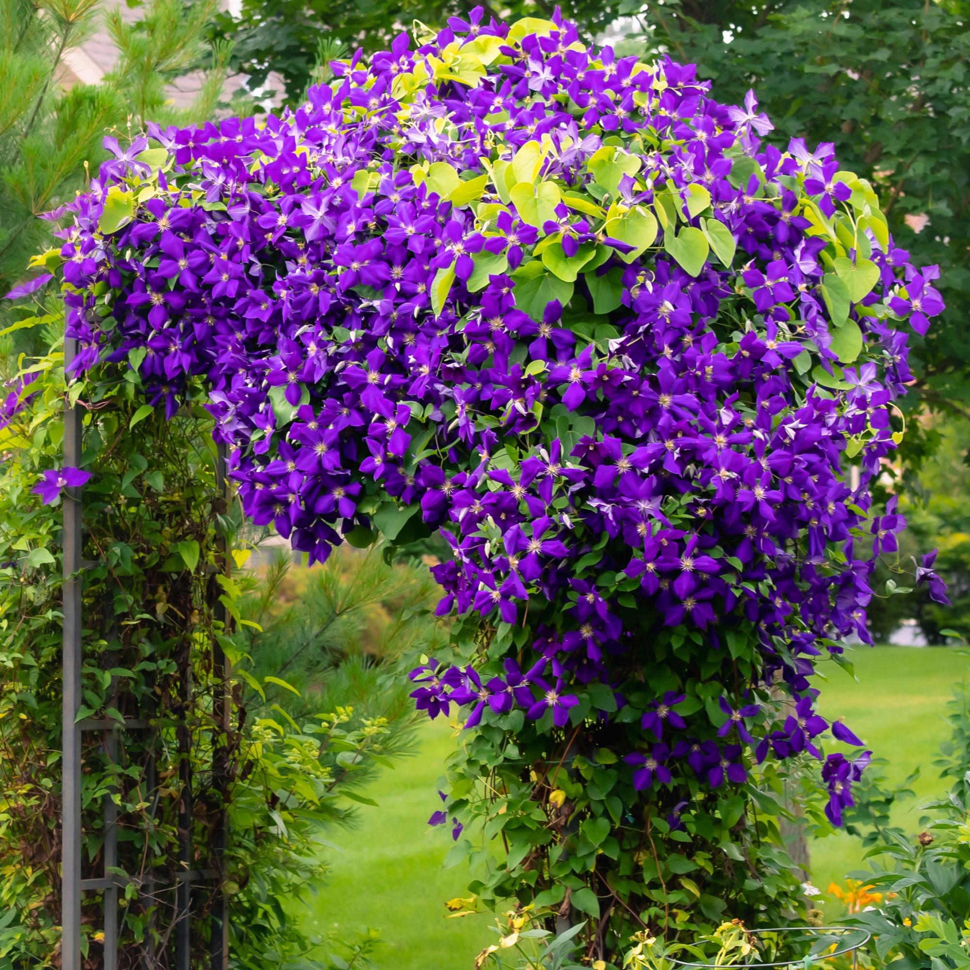 Clematis Jackmanii - Blüte Blau - Wenig Pflege - 2 Pflanzen - Topf 11cm Höhe 40cm