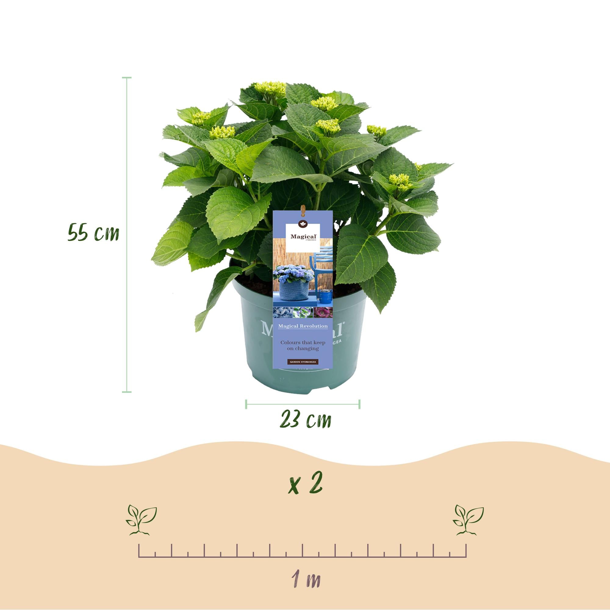 Balkon-Hortensie Magical Revolution Blue – 2 Pflanzen – 6–10 Blüten – Ø23 cm Topf – Höhe ca. 55 cm