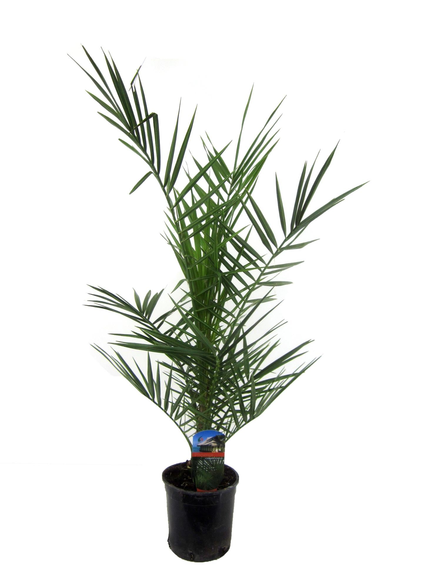 Kanarische Dattelpalme – Phoenix canariensis – Mediterrane Kübel- &amp; Gartenpflanze – Immergrün