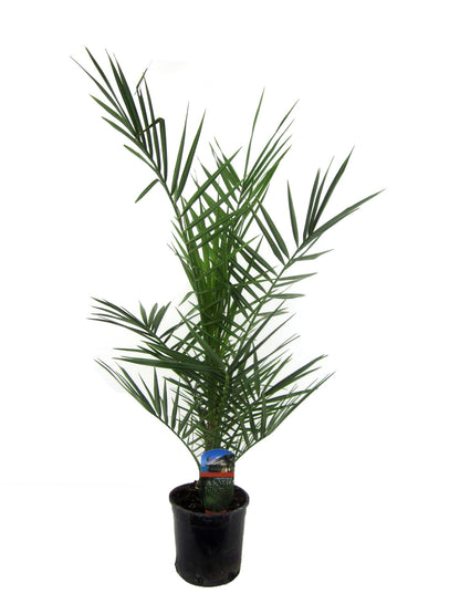 Kanarische Dattelpalme – Phoenix canariensis – Mediterrane Kübel- &amp; Gartenpflanze – Immergrün