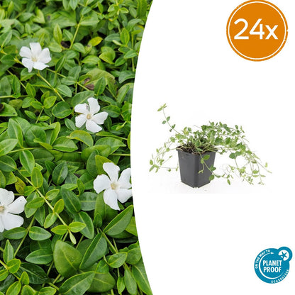 24x Vinca minor &