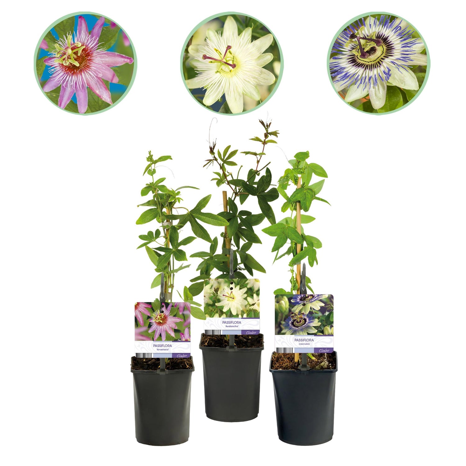 Passionsblume Passiflora Tricolour | Rosa-Weiß-Lila Blüten – 3 Pflanzen 40 cm Ø11 cm Topf