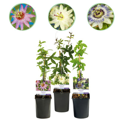 Passionsblume Passiflora Tricolour | Rosa-Weiß-Lila Blüten – 3 Pflanzen 40 cm Ø11 cm Topf