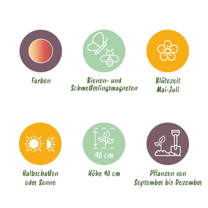 Blumenzwiebeln Allium Siculum | 30 Stück Rosa – Zwiebelgröße 8/10 – XXL Pack