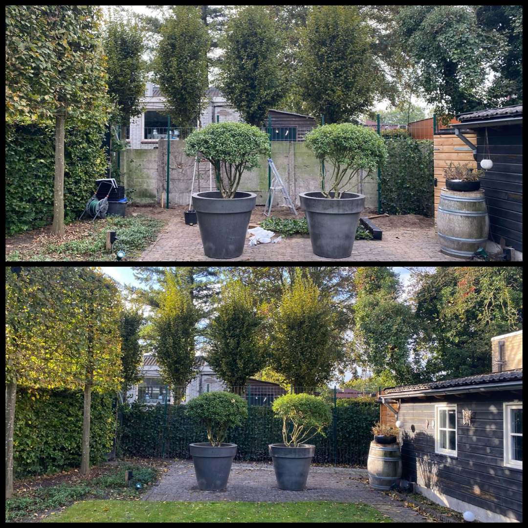 Hedera Hibernica - Efeu - gestäbt - ↨150 - 175 cm