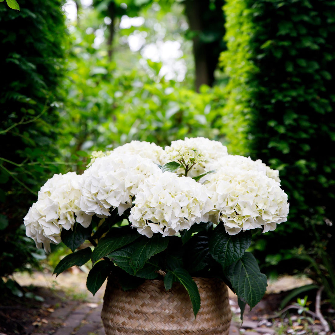 Balkon-Hortensie Forever &amp; Ever Weiß – 2 Pflanzen – 7–12 Blüten – Ø23 cm Topf – Höhe ca. 55 cm