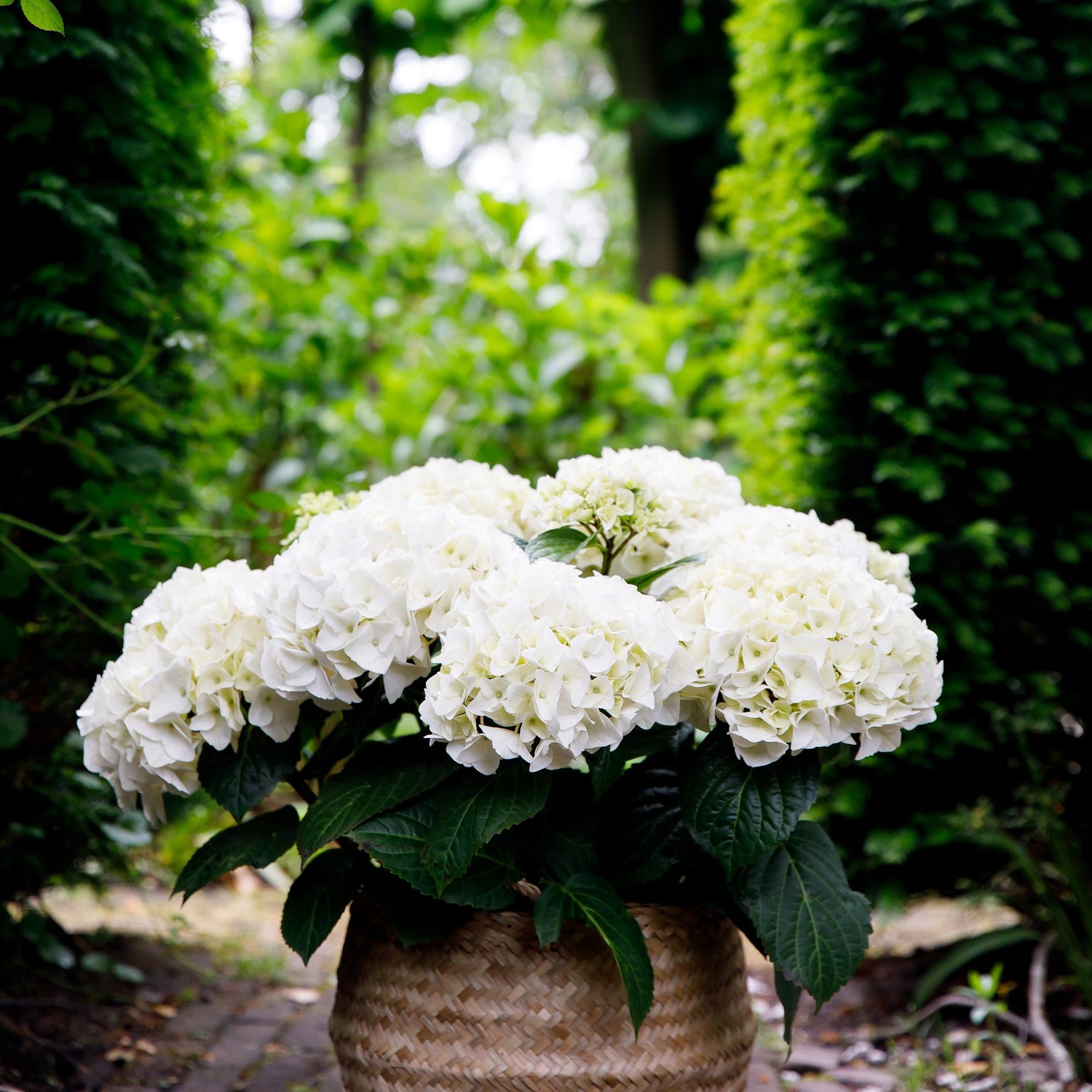 Balkon-Hortensie Forever &amp; Ever Weiß – 2 Pflanzen – 7–12 Blüten – Ø23 cm Topf – Höhe ca. 55 cm
