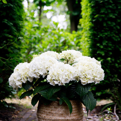 Balkon-Hortensie Forever &amp; Ever Weiß – 2 Pflanzen – 7–12 Blüten – Ø23 cm Topf – Höhe ca. 55 cm