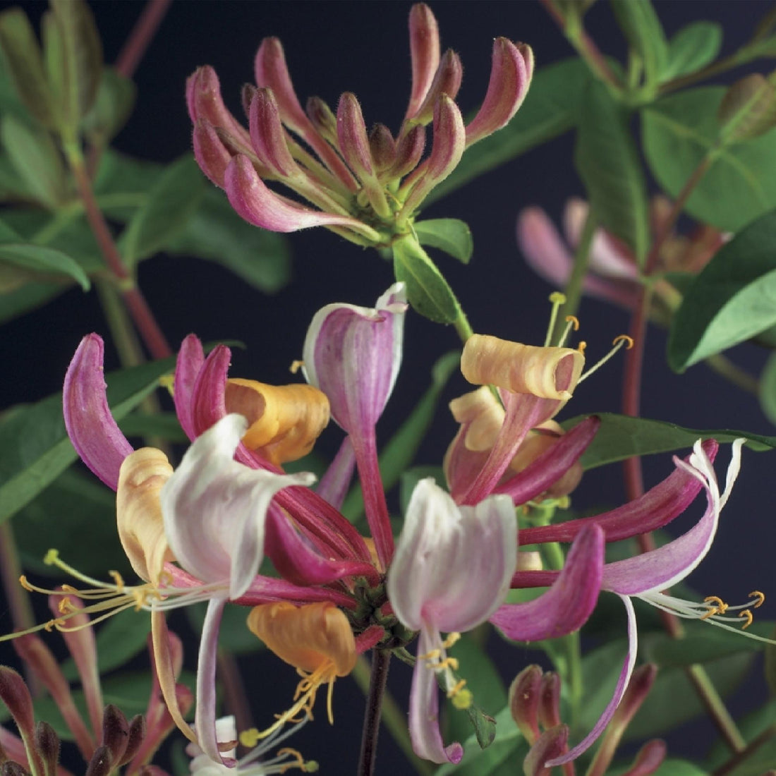 Geißblatt - Lonicera Serotina - Blüte Rosa mit Weiß - Wenig Pflege - 2 Pflanzen - Topf 11cm Höhe 40cm