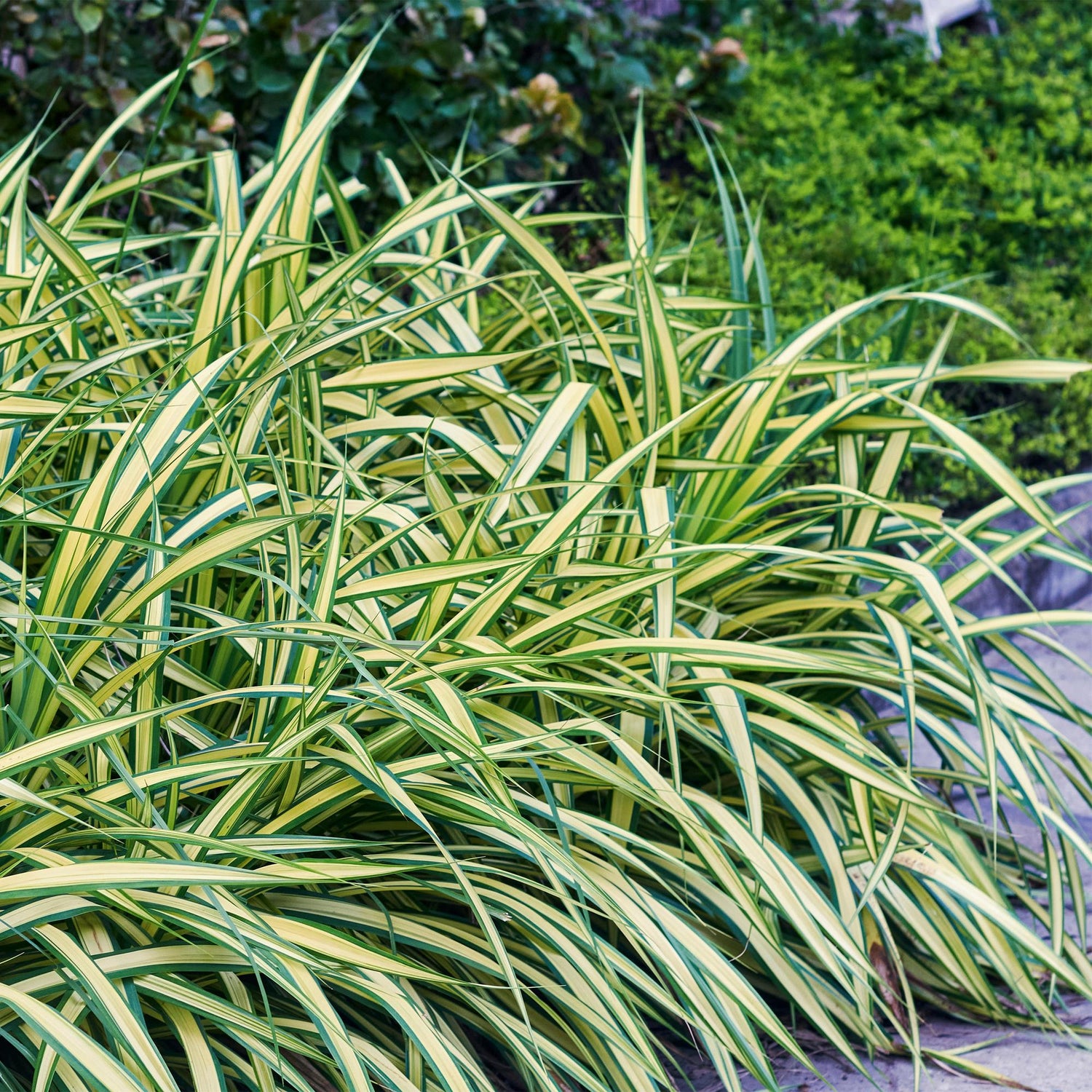 Gelbgrüne Gartensegge Evergold - Gelb &amp; Grün - 4 Pflanzen - Immergrün - Wenig Pflege - Topf 17cm Höhe 50cm