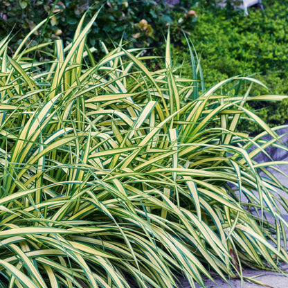 Gelbgrüne Gartensegge Evergold - Gelb &amp; Grün - 4 Pflanzen - Immergrün - Wenig Pflege - Topf 17cm Höhe 50cm