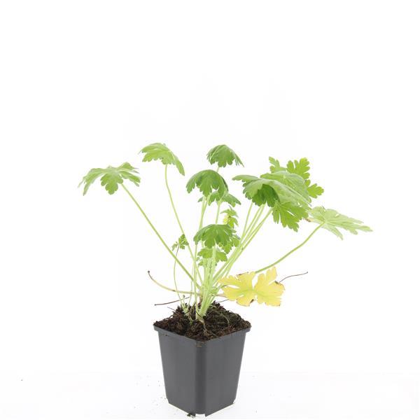 24x Geranium macr. &