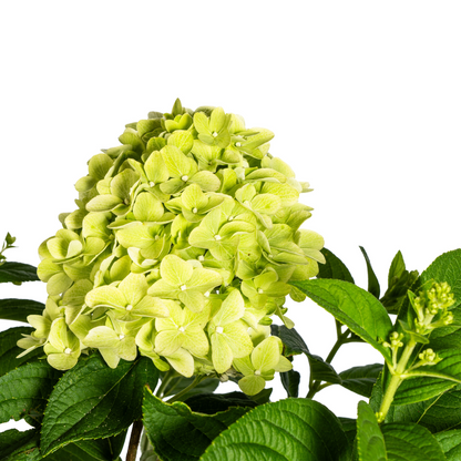 Rispenhortensie Hydrangea paniculata Limelight Ø19cm - ↕40 - 60cm