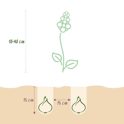 Blumenzwiebeln Bulb Garden Mix | 125 Stück Sorten- &amp; Farbenmix – Geschenkverpackung