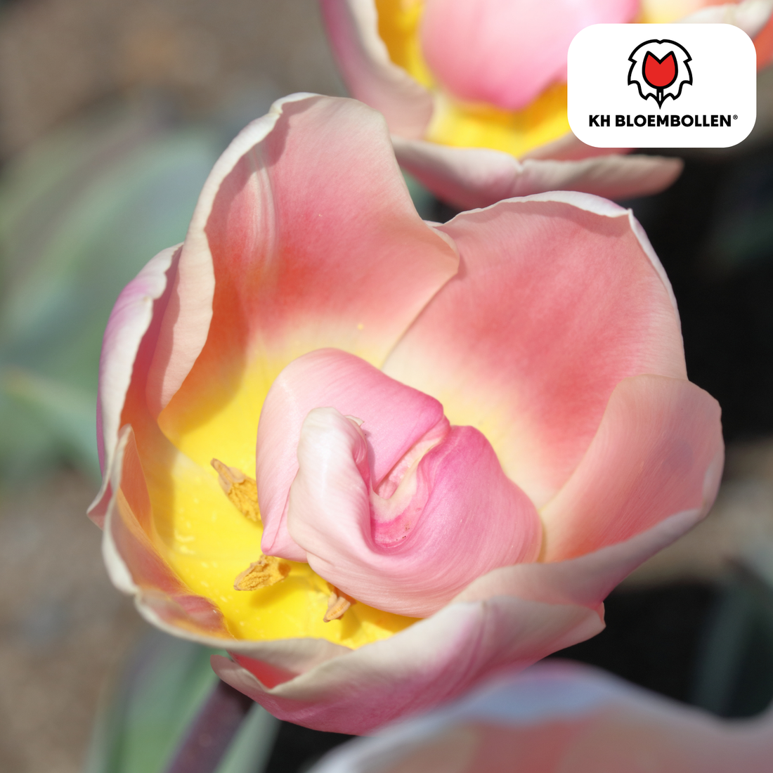 Tulpenzwiebeln Apricot Delight | 20 Stück