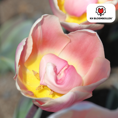 Tulpenzwiebeln Apricot Delight | 20 Stück