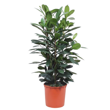 Ficus Cyathistipula 140 - 180cm – Pflegeleichte Zimmerpflanze mit Stil