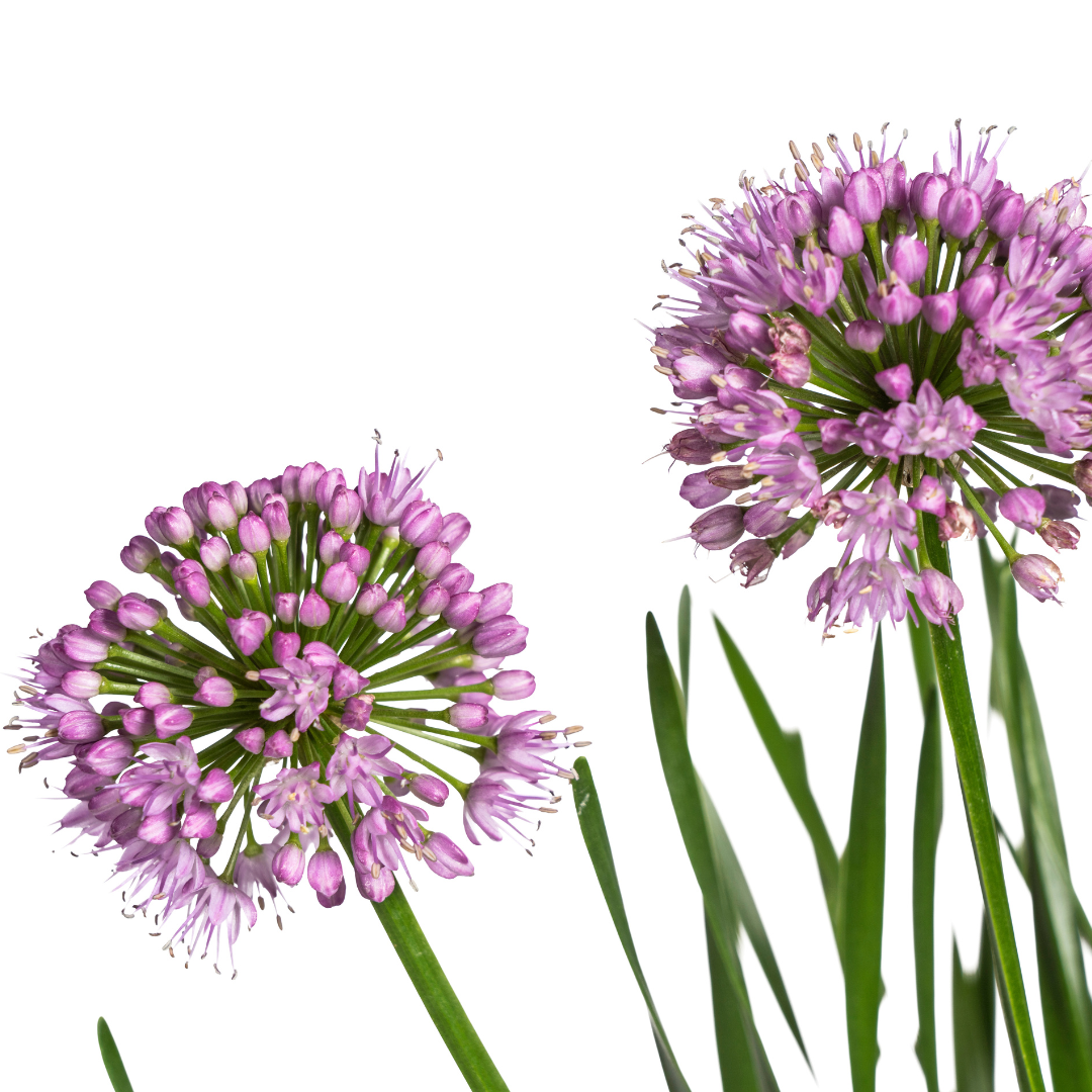Allium ‘Millenium’ – Zierlauch im Ø19 cm Topf | Bienenfreundlich &amp; pflegeleicht