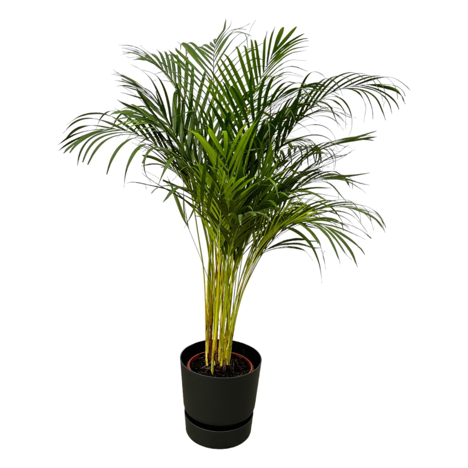 Areca-Palme 85 cm mit Topf – Goldfruchtpalme für gesunde Raumluft