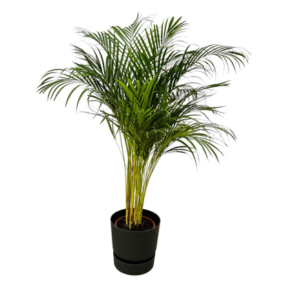 Areca-Palme 130cm mit Korb oder Topf – Goldfruchtpalme für gesunde Raumluft