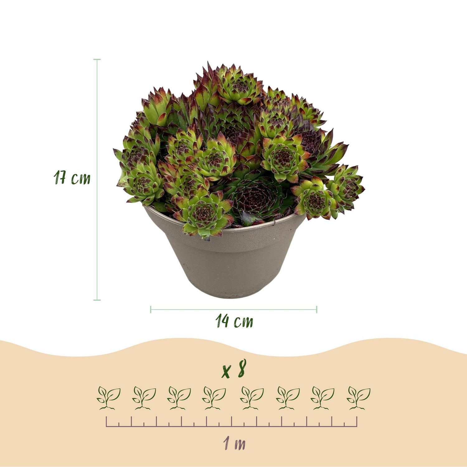 Sempervivum Big Sam – 8x winterharte Bodendecker