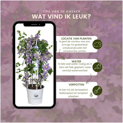 Waldrebe – Clematis &