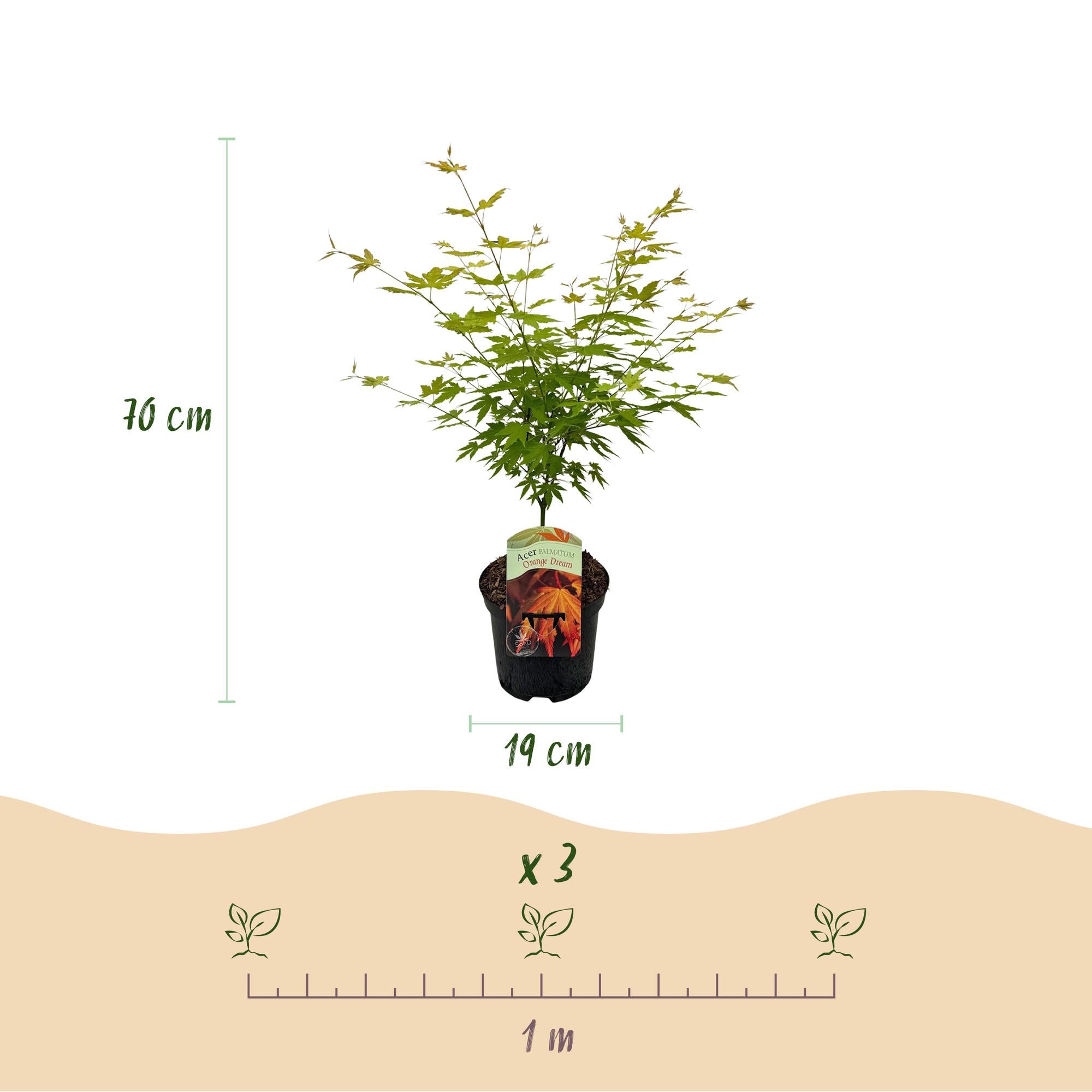 Japanischer Ahorn - Acer palmatum Orange Dream - Orange - 2 Pflanzen - Laubabwerfend - Topf 19cm Höhe 70cm