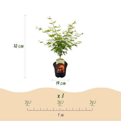 Japanischer Ahorn - Acer palmatum Orange Dream - Orange - 2 Pflanzen - Laubabwerfend - Topf 19cm Höhe 70cm