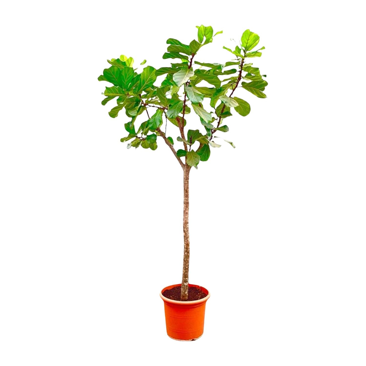 Ficus Lyrata auf Stamm 140 - 270cm kaufen – Elegante Geigenfeige für Innen