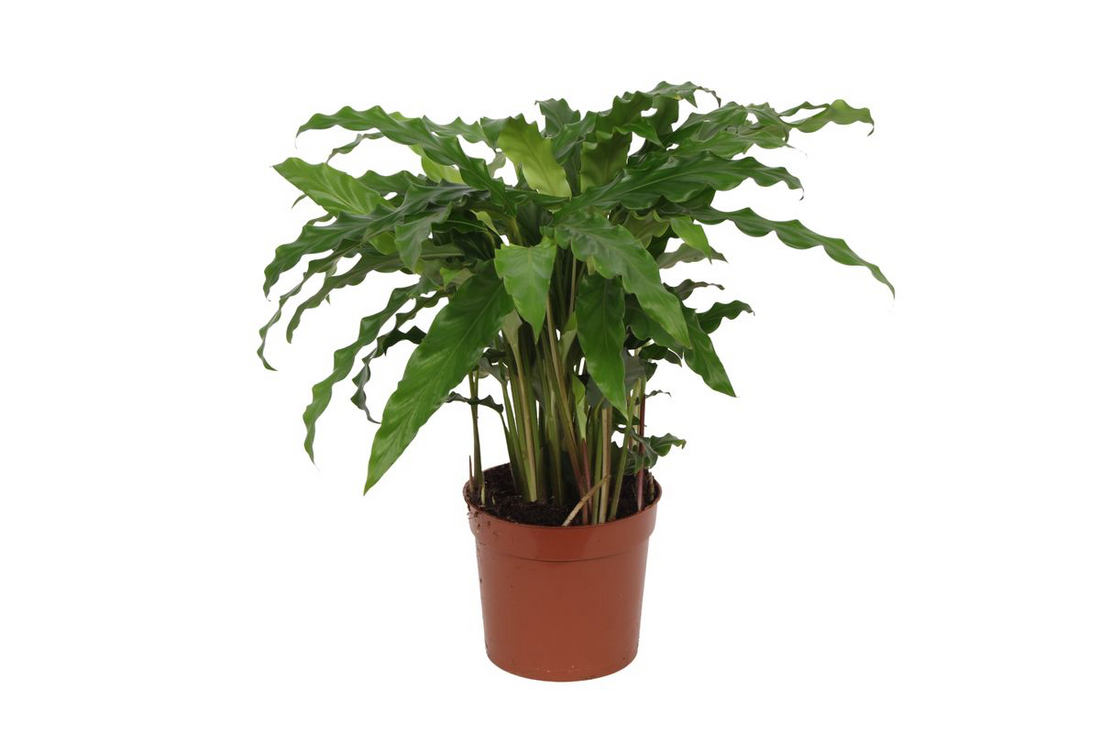 Calathea Bluegrass 35 cm | Korbmarante im Ø12 cm Topf – Immergrün &amp; Haustierfreundlich