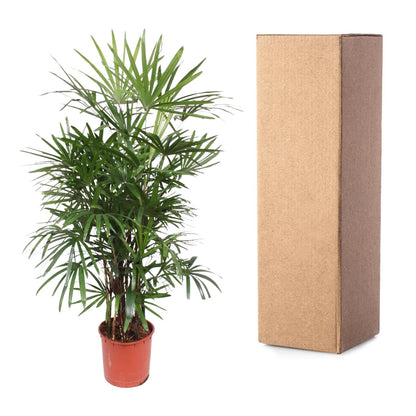 Rhapis excelsa Damenpalme 190 cm | Premium-Zimmerpalme im Ø34 cm Topf – Robust &amp; Luftreinigend