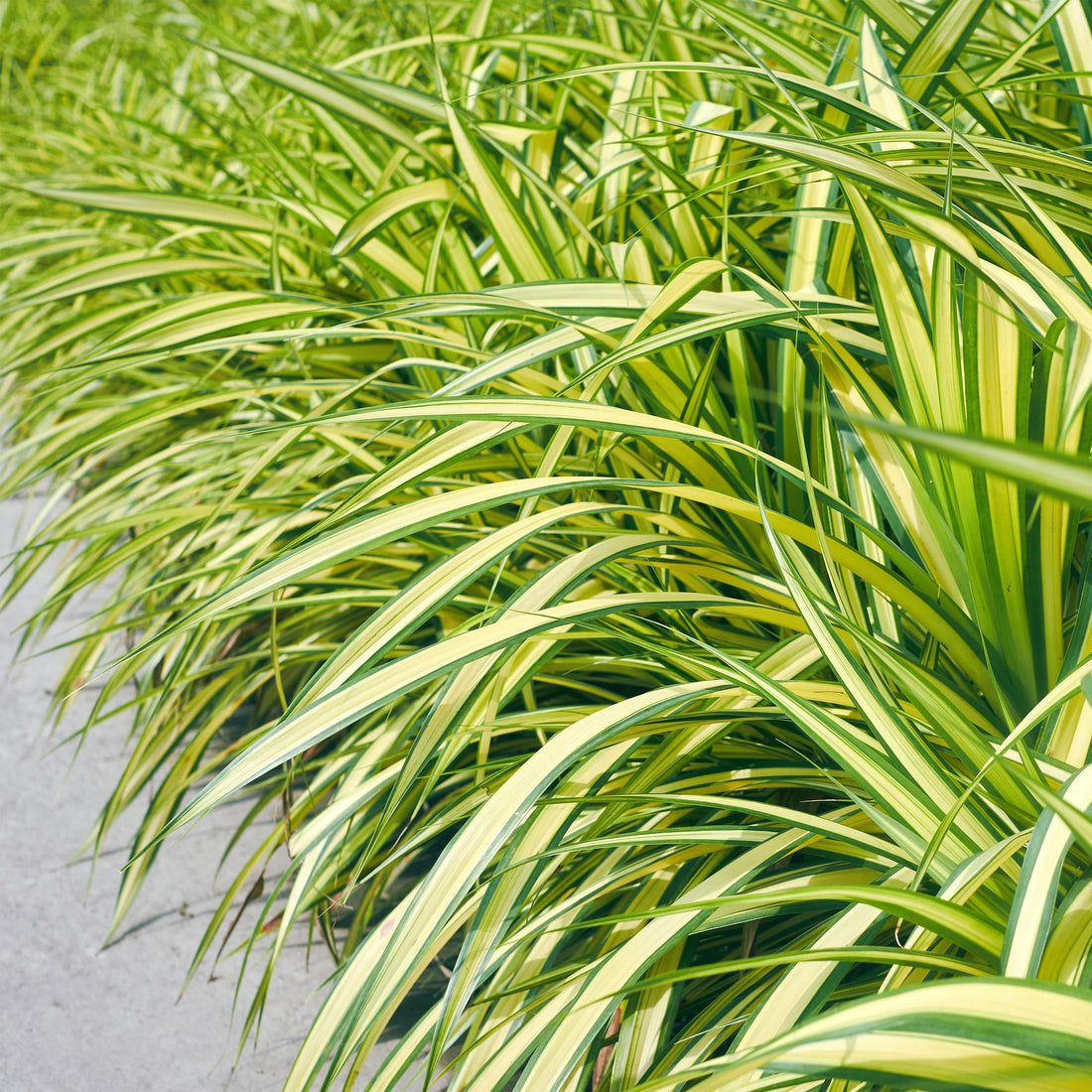 Gelbgrüne Gartensegge Evergold - Gelb &amp; Grün - 4 Pflanzen - Immergrün - Wenig Pflege - Topf 17cm Höhe 50cm