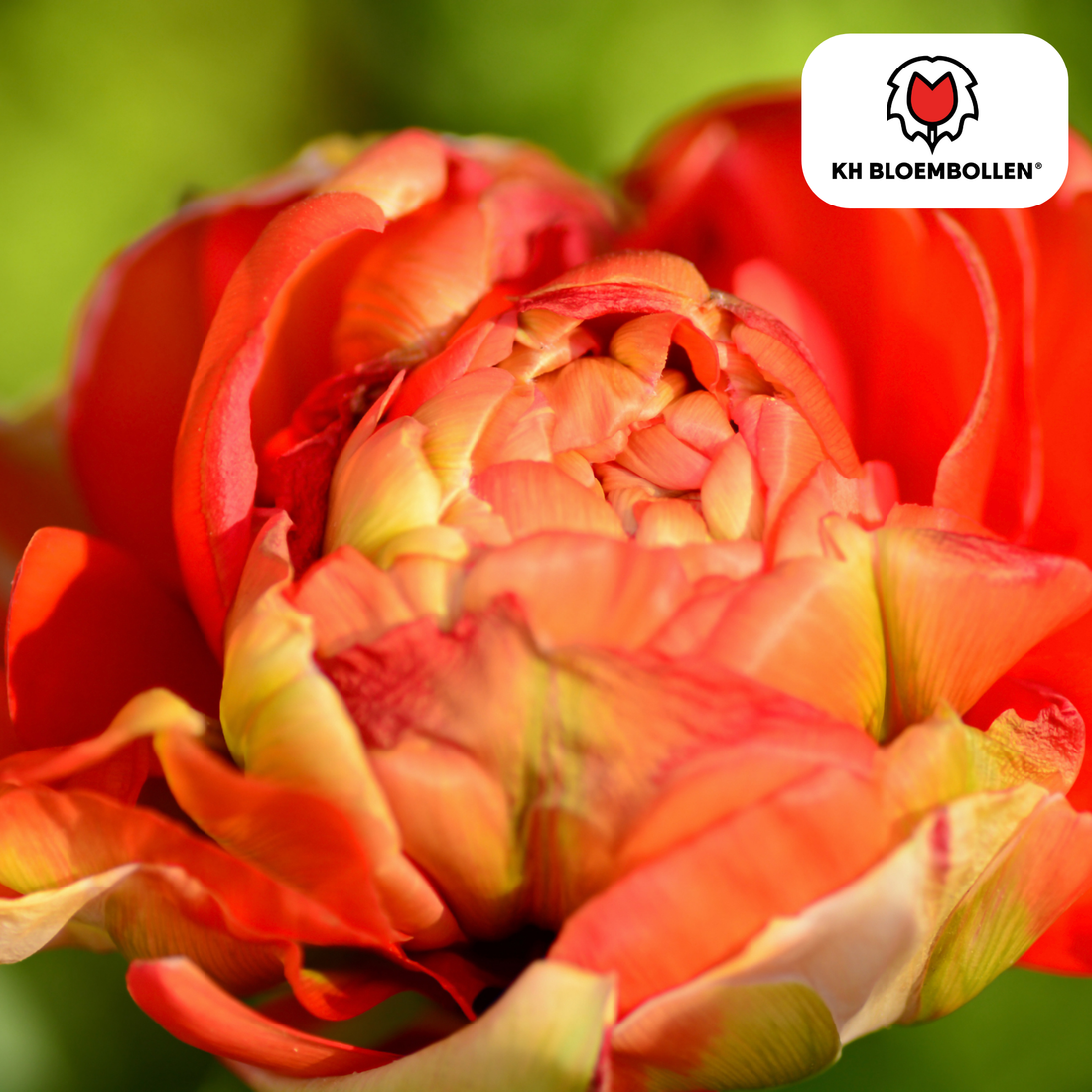Tulpenzwiebeln Gudoshnik Double – 20er-Pack | Farbige, gefüllte Tulpen