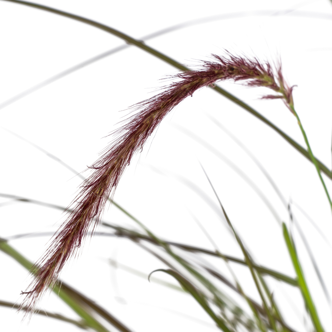 4x Pennisetum x advena Rubrum Ø13cm - ↕50 - 60cm