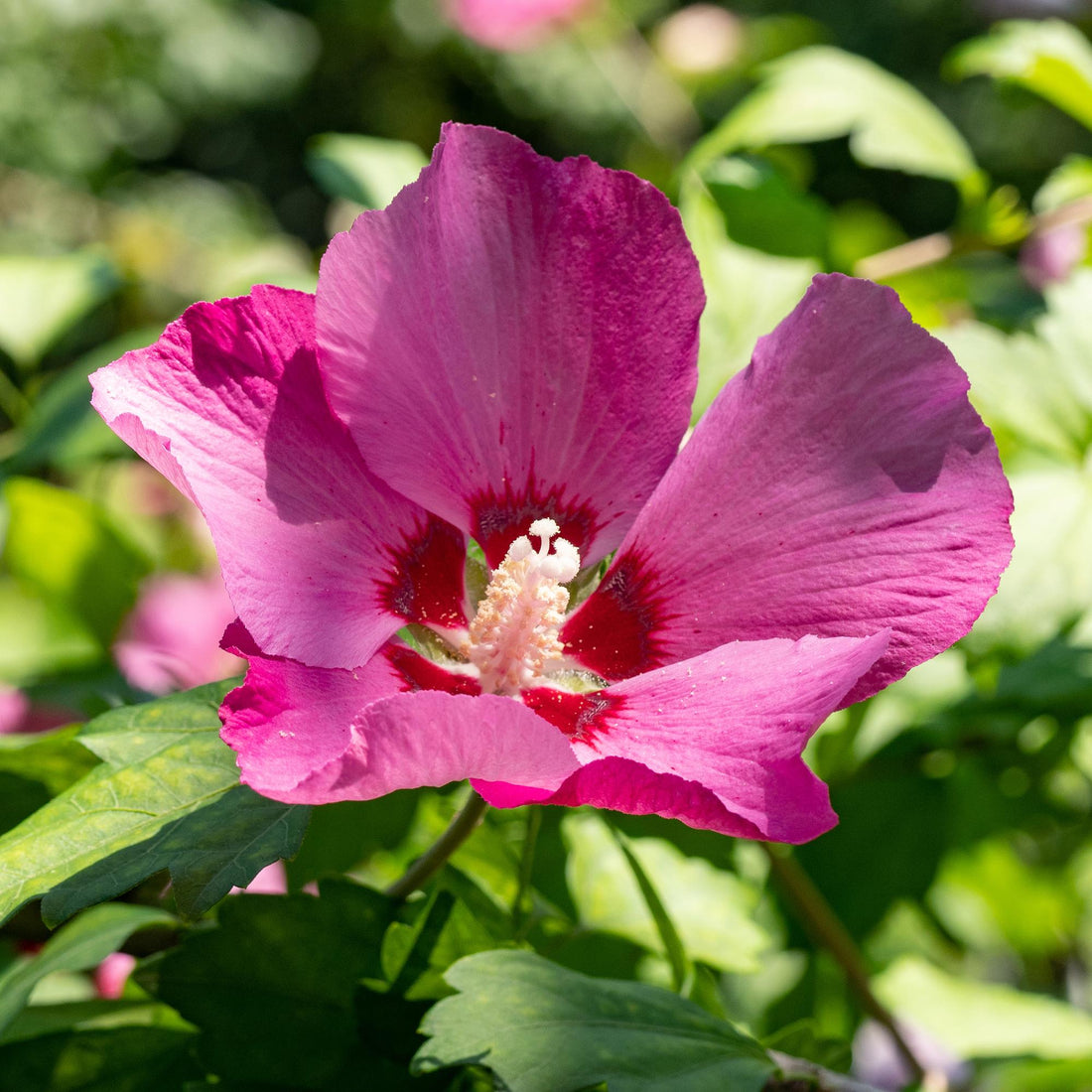 Hibiscus syriacus Woodbridge - Blüte Rosa - 1 Pflanze - Laubabwerfend - Pflegeleicht - Topf 17cm Höhe 45cm