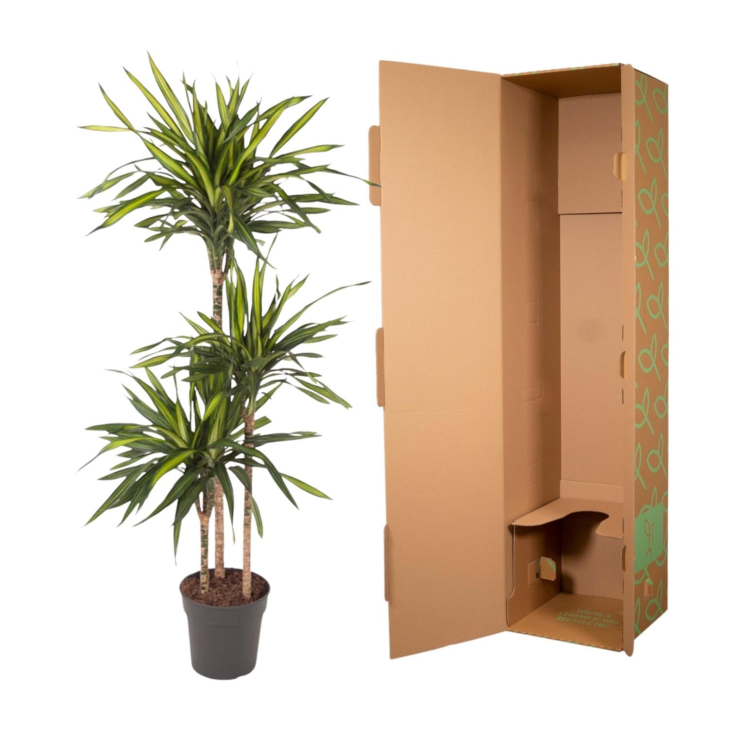 Dracaena Riki – Pflegeleicht &amp; luftreinigend