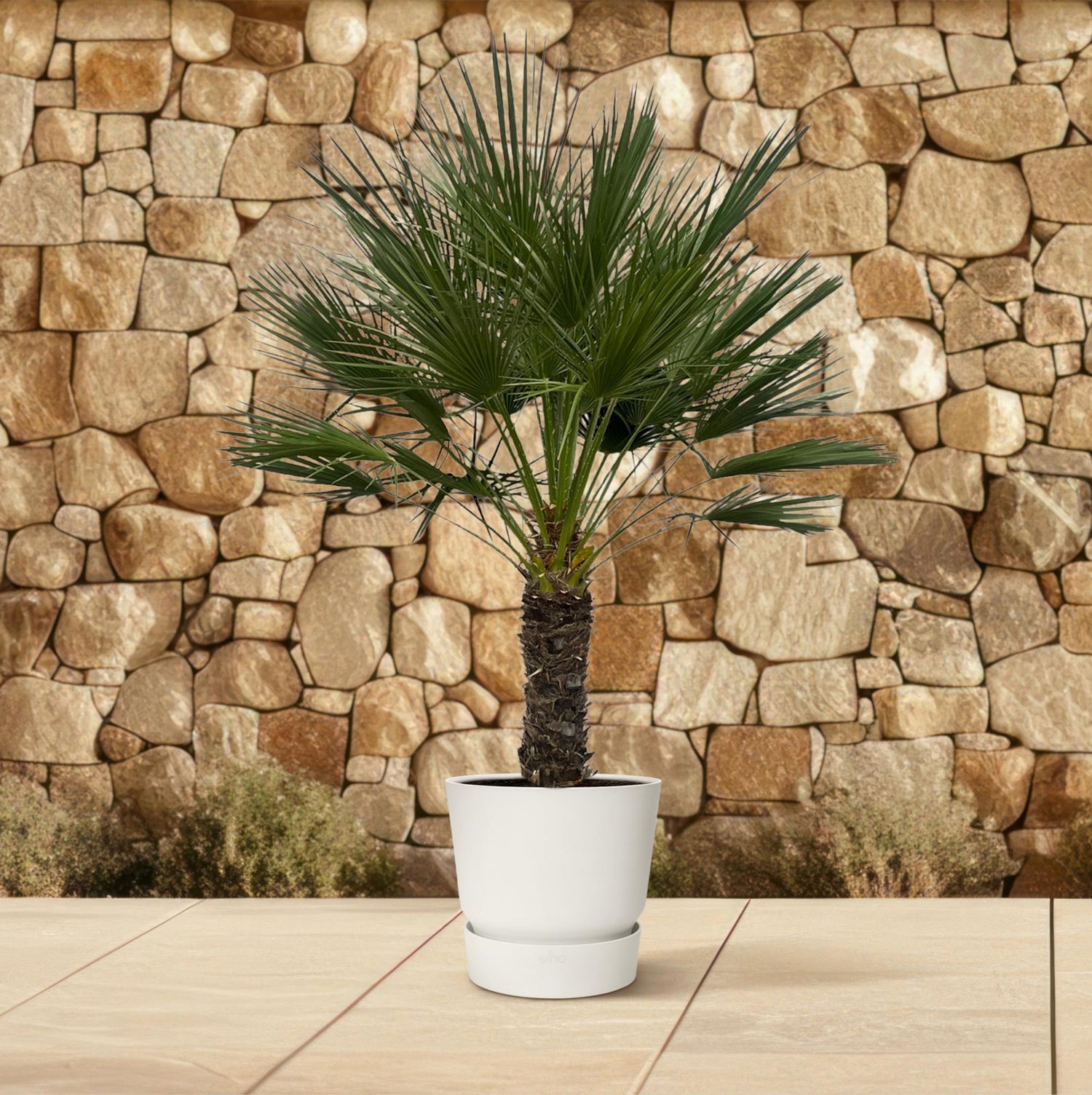 Chamaerops Humilis – Zwergpalmen für drinnen &amp; draußen