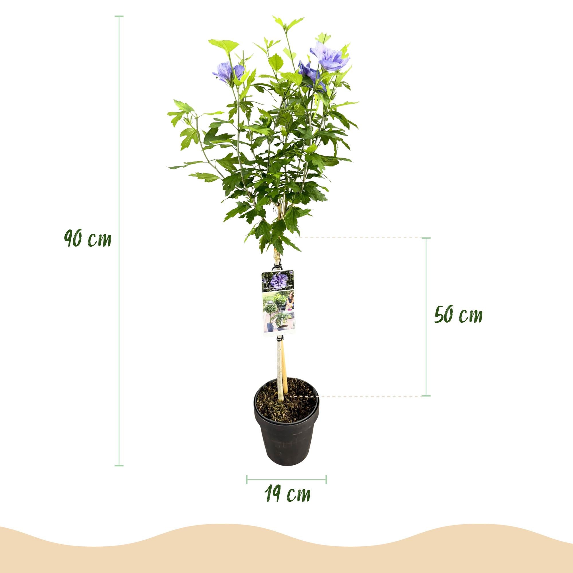 Hibiscus syriacus Blue Chiffon® - Stammpflanze - Terrassenpflanze - Laubabwerfend - Pflegeleicht - Topf 19cm Höhe 90cm