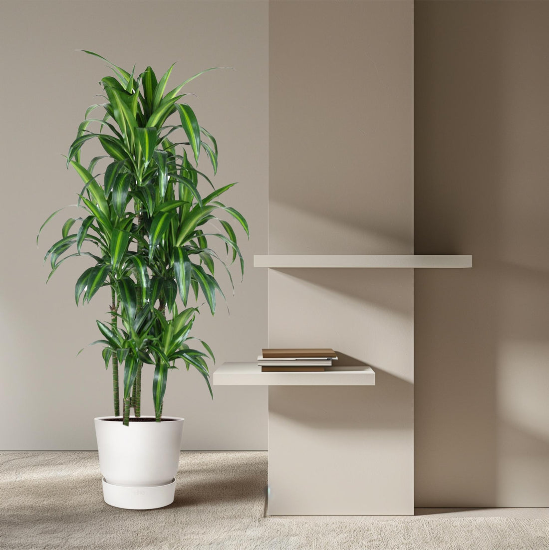 Dracaena Hawaiiana – Exotische Zimmerpflanze mit tropischem Flair