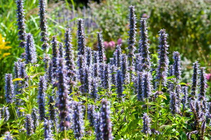 24x Agastache ‘Black Adder’ – Bienenfreundliche Duftnessel für Beete &amp; Rabatten – Höhe 10–25 cm – Ø 9 cm