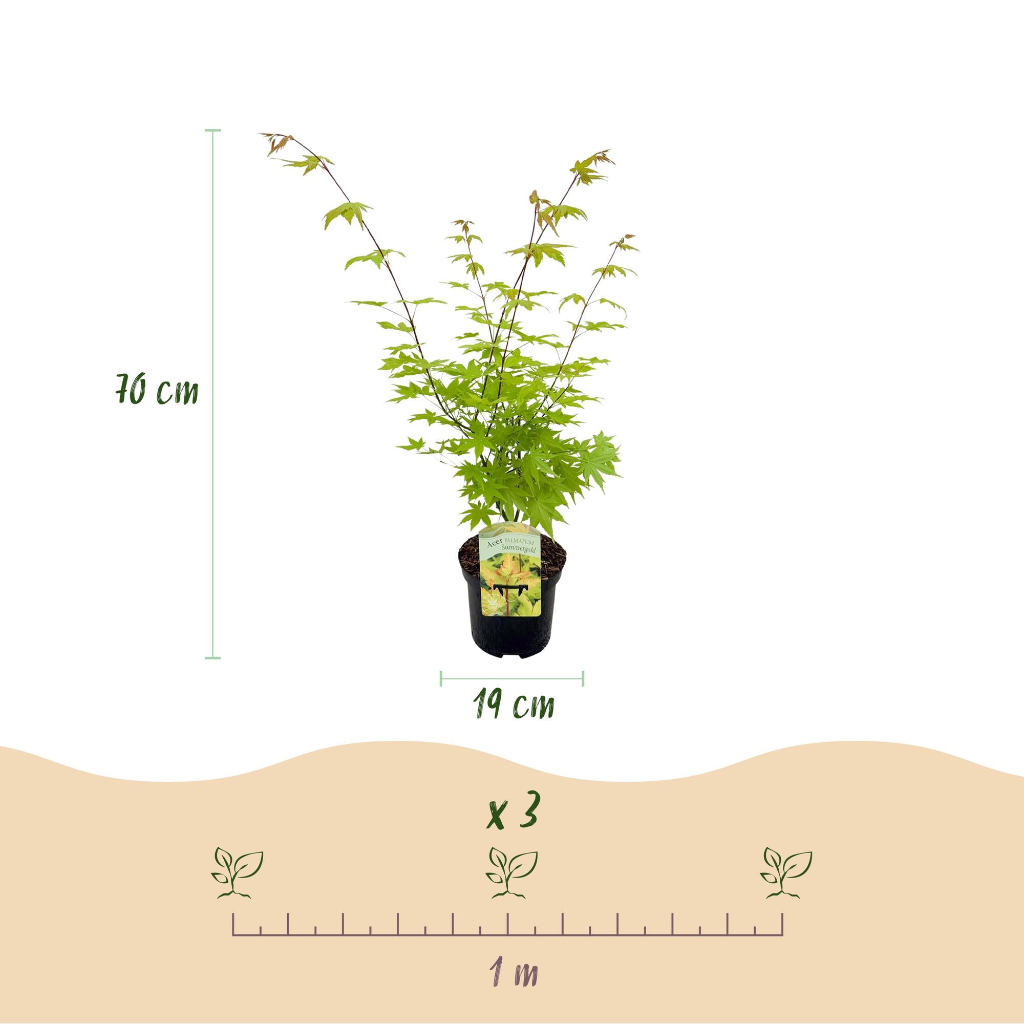 Japanischer Ahorn - Acer palmatum Summergold - Gelb - 1 Pflanze - Laubabwerfend - Topf 19cm Höhe 70cm