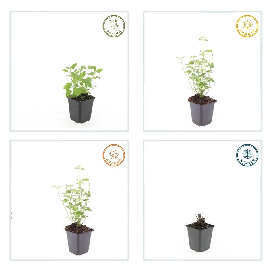 24x Agastache ‘Black Adder’ – Bienenfreundliche Duftnessel für Beete &amp; Rabatten – Höhe 10–25 cm – Ø 9 cm
