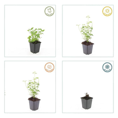 24x Agastache ‘Black Adder’ – Bienenfreundliche Duftnessel für Beete &amp; Rabatten – Höhe 10–25 cm – Ø 9 cm