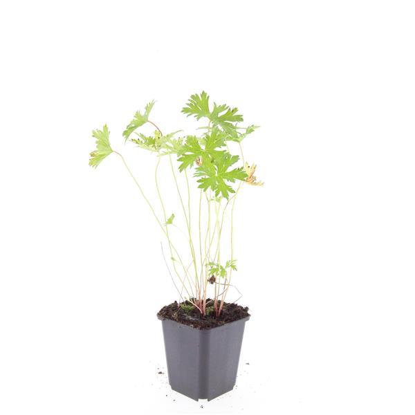 24x Blauer Storchschnabel für Beete &amp; Flächen – Höhe 10–25 cm – Ø 9 cm Topf